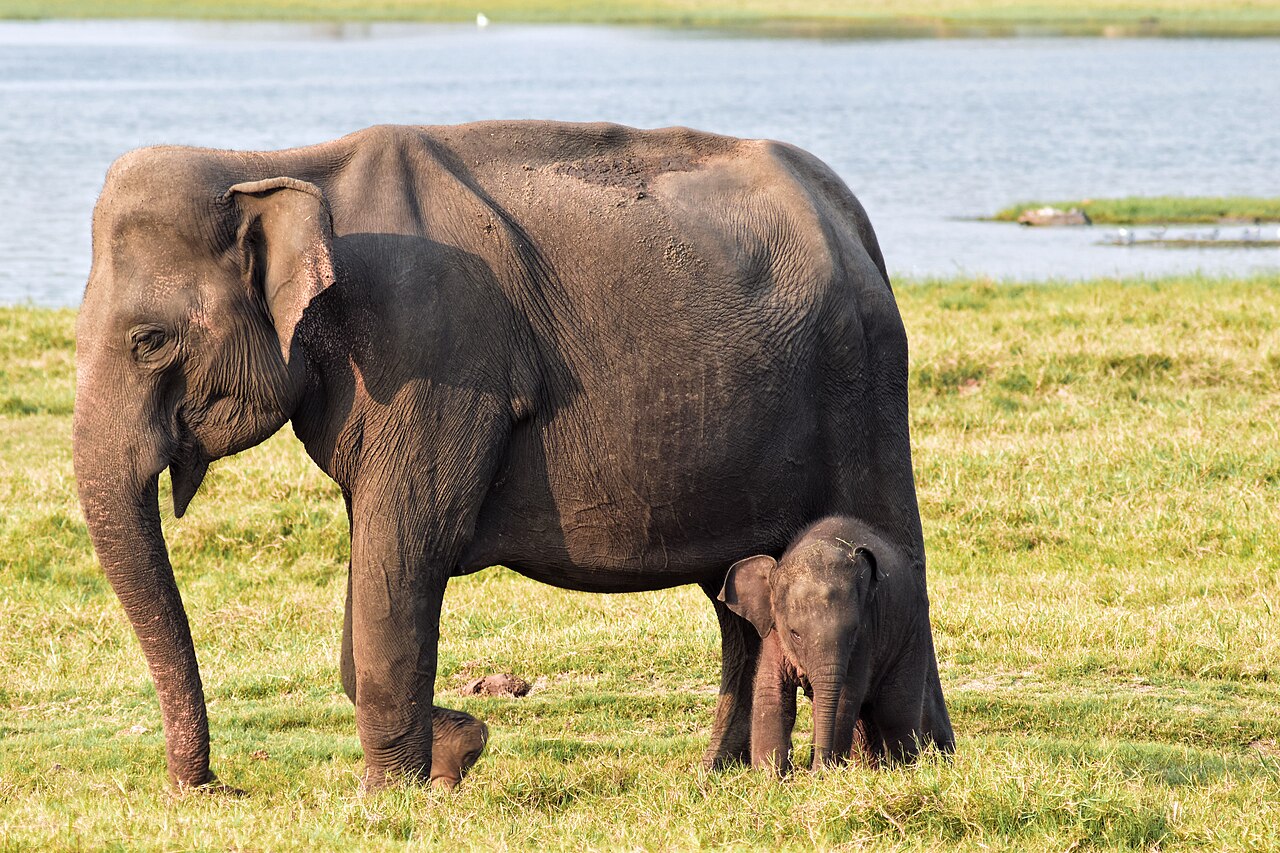 Minneriya National Park