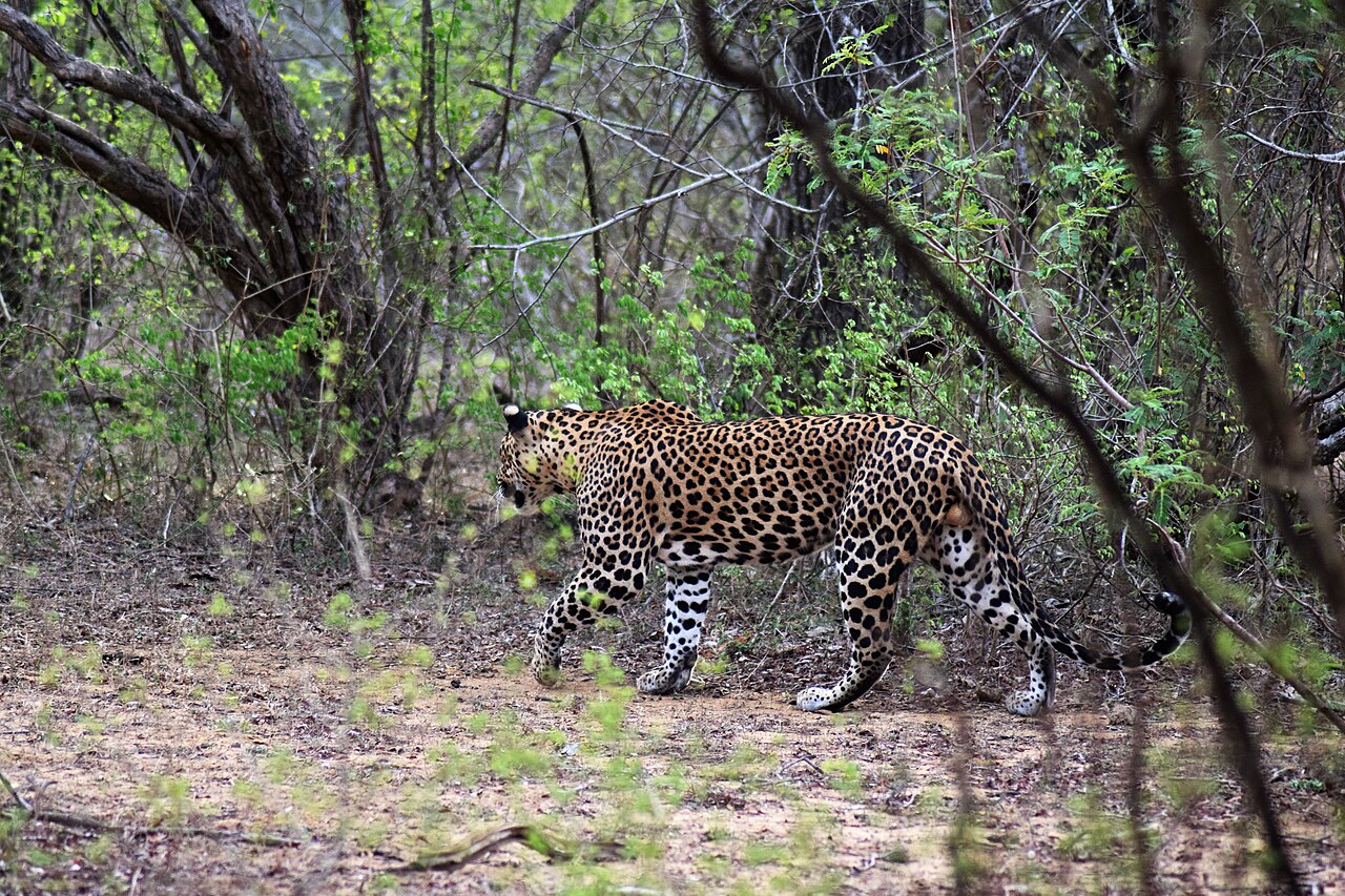 Yala National Park
