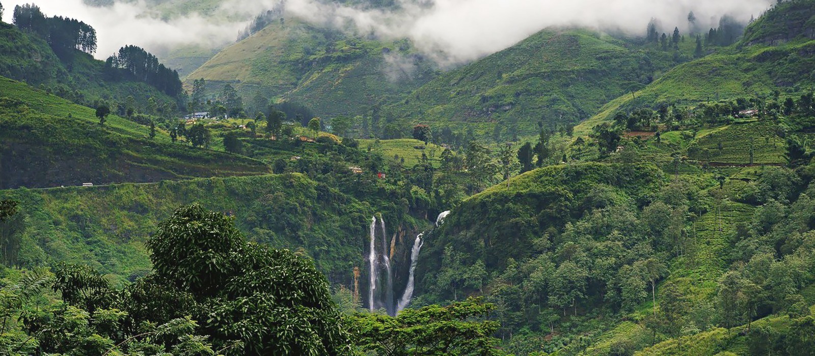 Sinharaja Rainforest