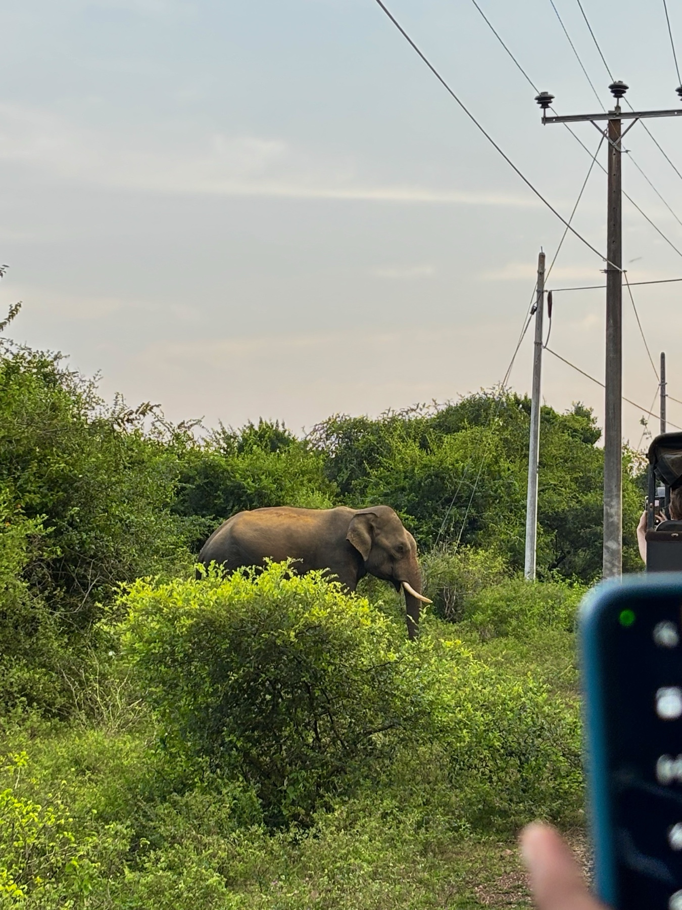 Wildlife Adventures