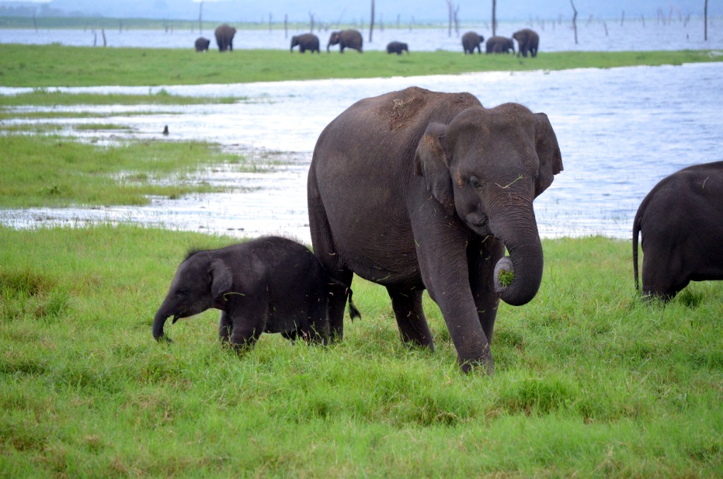 Wildlife Adventures